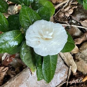 Meet your Posher, Andi